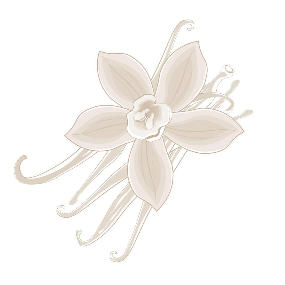 Illustration logo line art Vanilla flower and pods vector