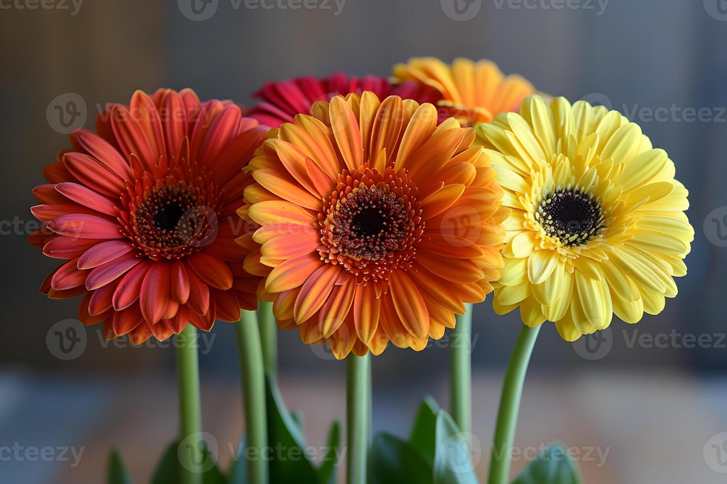 Colorful Gerbera Flowers in Bloom - Vibrant Floral Arrangement for Spring and Summer Decoration photo