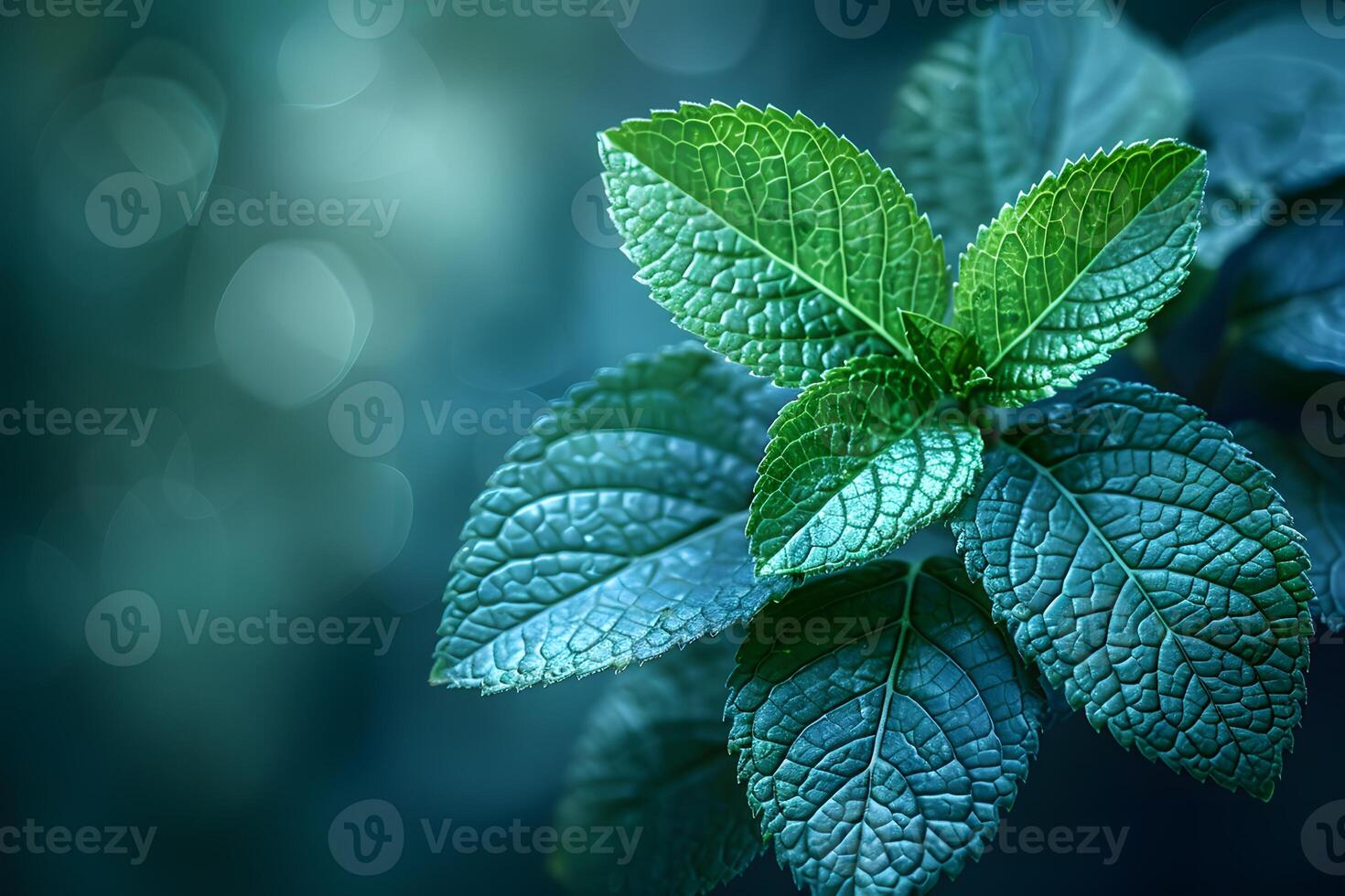 Vibrant Green Mint Leaves Overlaid with Bokeh Effect - Nature, Botanical Design for Print, Card, Poster photo