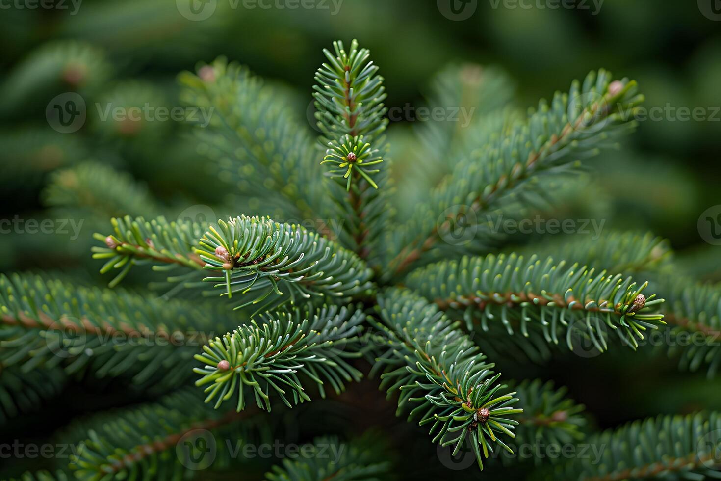 Close-Up of Evergreen Fir Tree Branches - Showcasing Nature's Intricate Details and Greenery photo