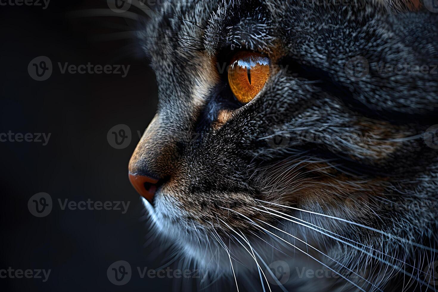 Close-Up of Cat Face Highlighting Luminous Orange Eye Details for Animal Photography and Artistic Print Posters photo