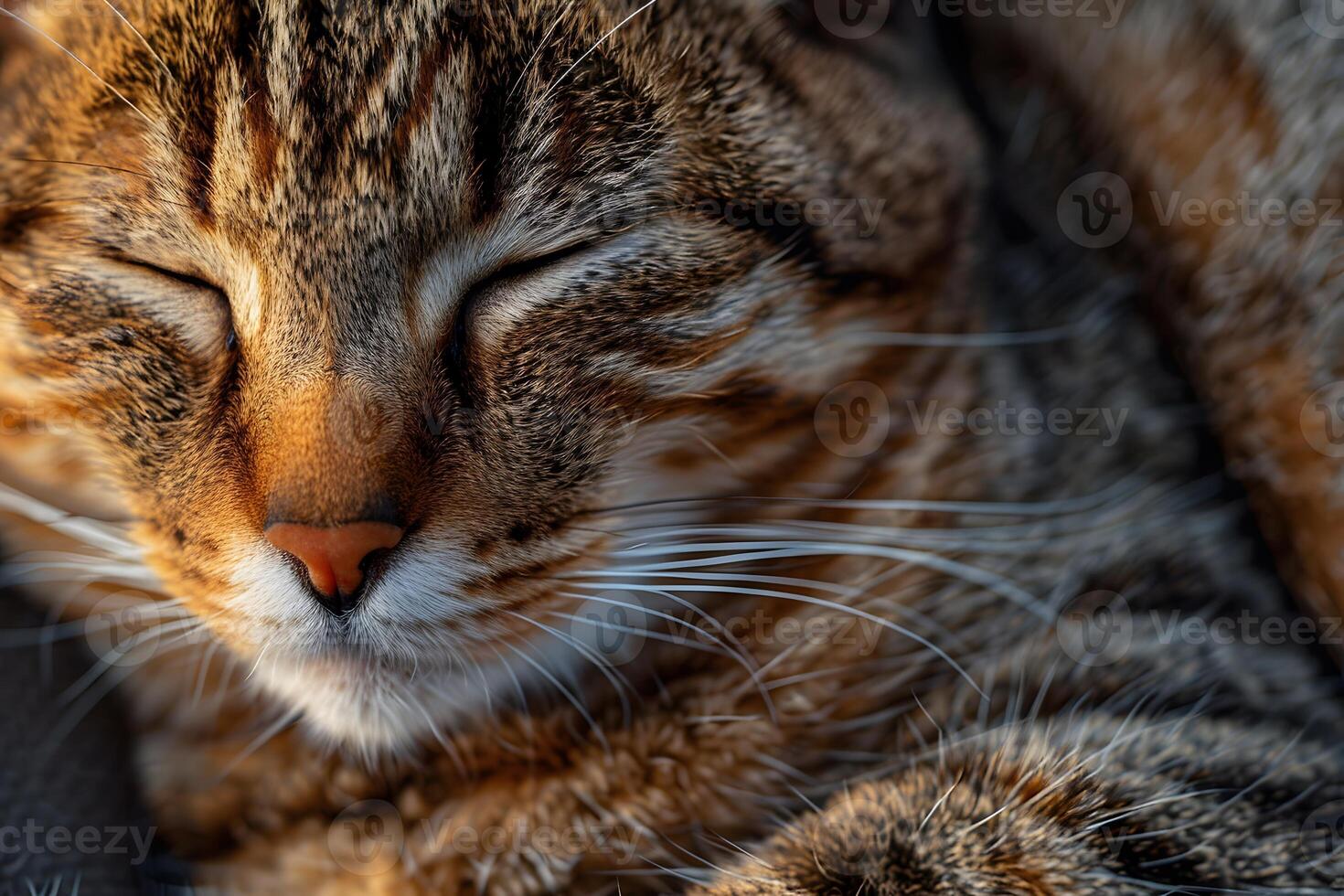 Close-Up of a Sleeping Tabby Cat with Striped Fur - Tranquil Pet Photography photo