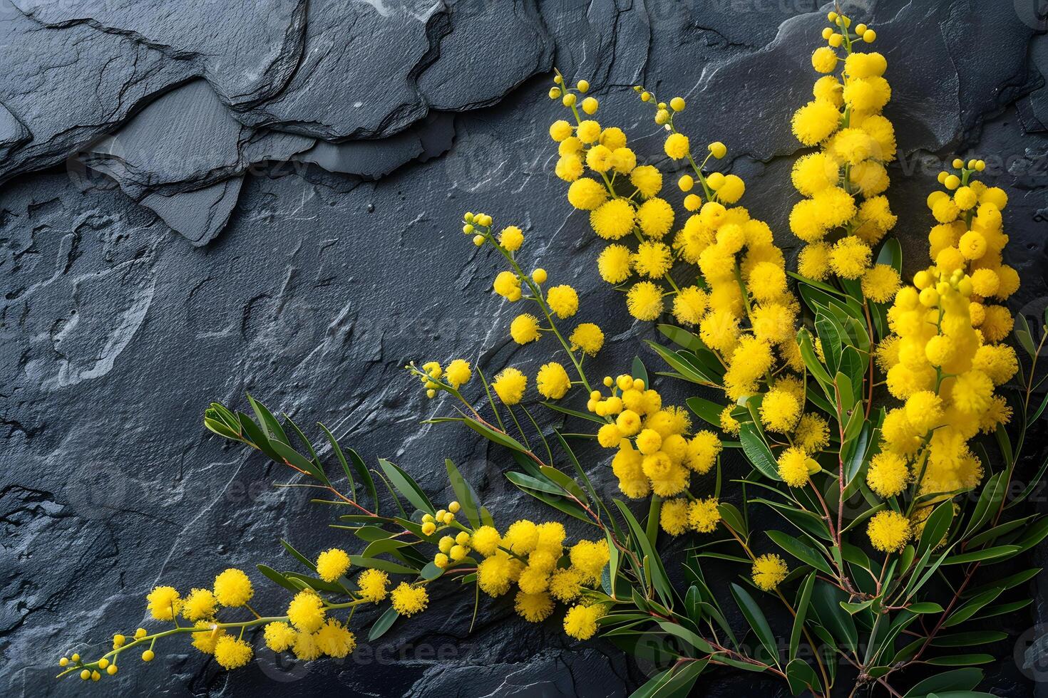 Bright Yellow Wattle Flowers on Dark Slate Background - Perfect for Nature, Botanical, and Floral Design Print photo