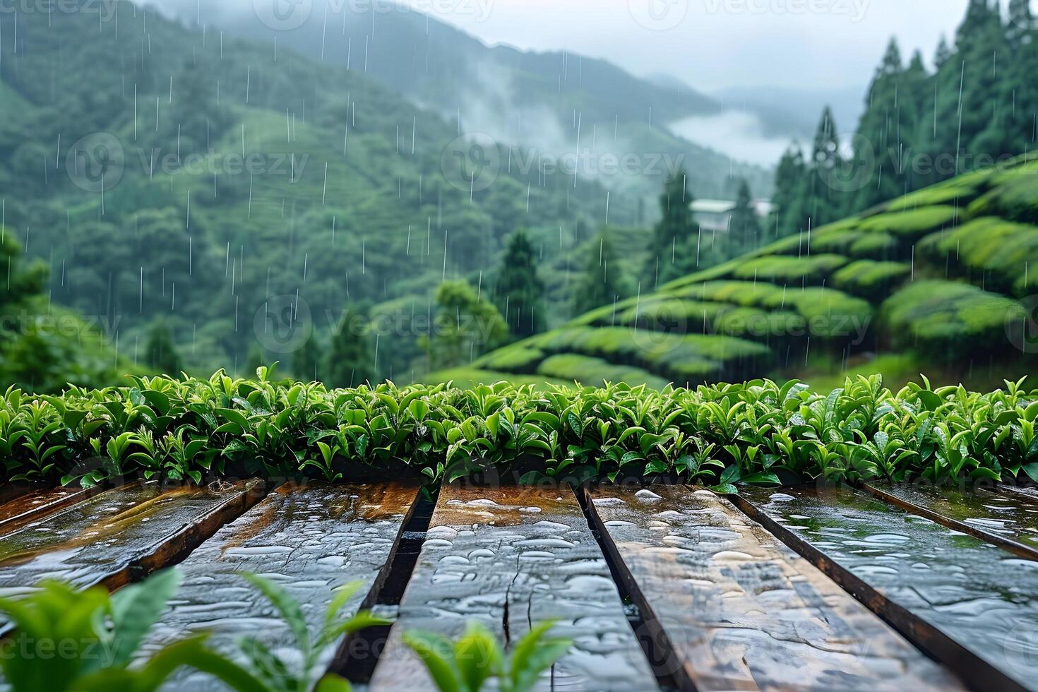 Rainy Day in a Lush Green Tea Plantation Tranquil Nature Landscape for Posters and Digital Designs photo