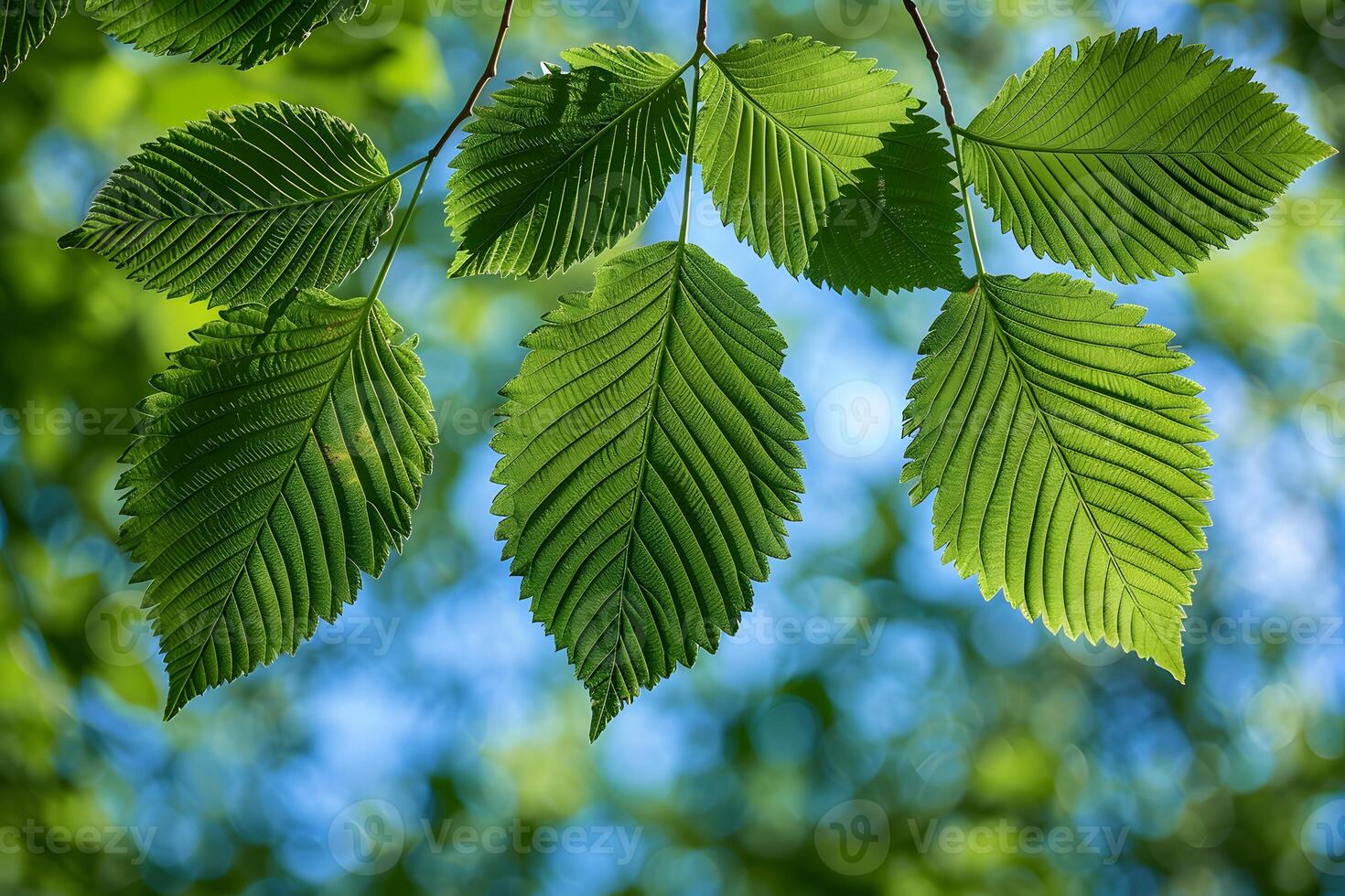 Green Leaves Against the Sky Nature's Freshness in High Resolution for Design Use photo
