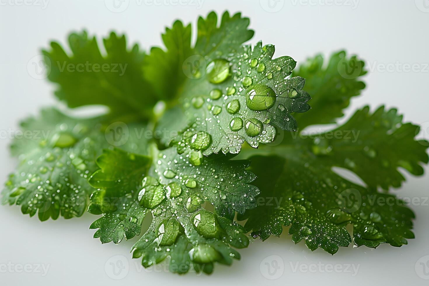 Closeup of Fresh Cilantro Leaves with Water Droplets for Culinary and Herbal Uses photo