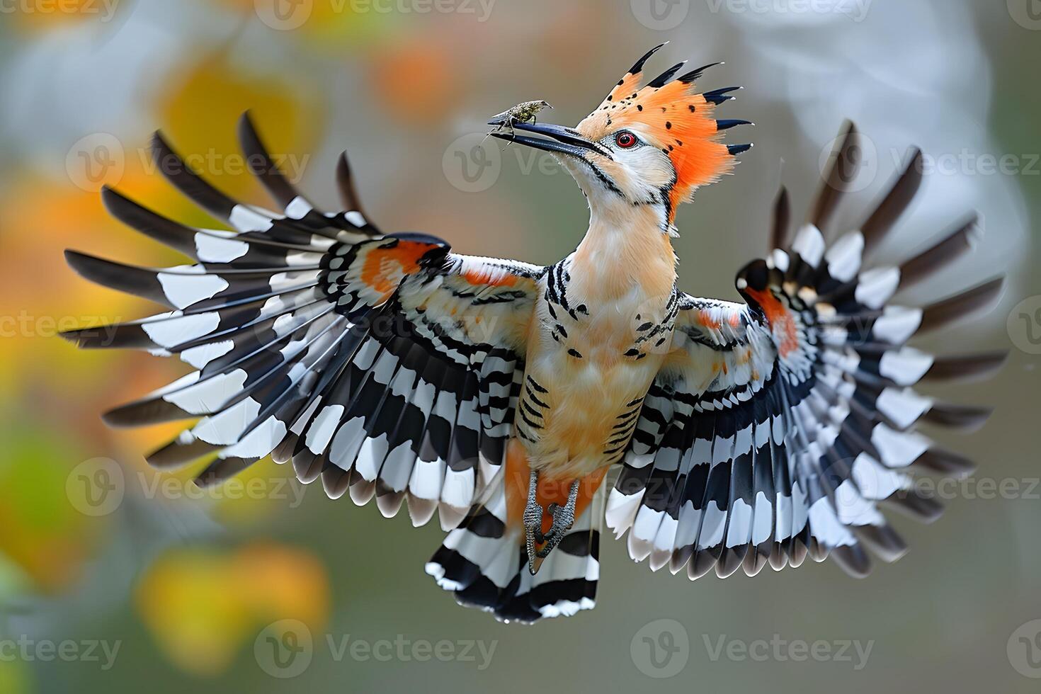 Vibrant Hoopoe in Flight with Insect Prey - Wildlife Photography, Nature Art, Birdwatching photo