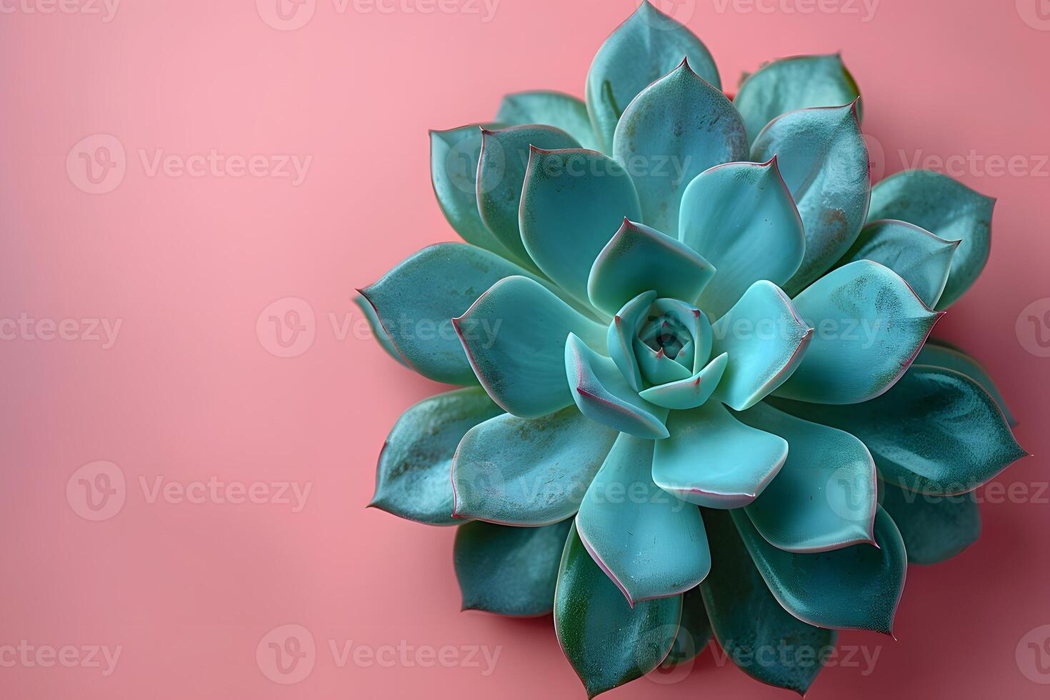Close-Up of Succulent on Pink Background Ideal for Print, Card, Poster Designs photo