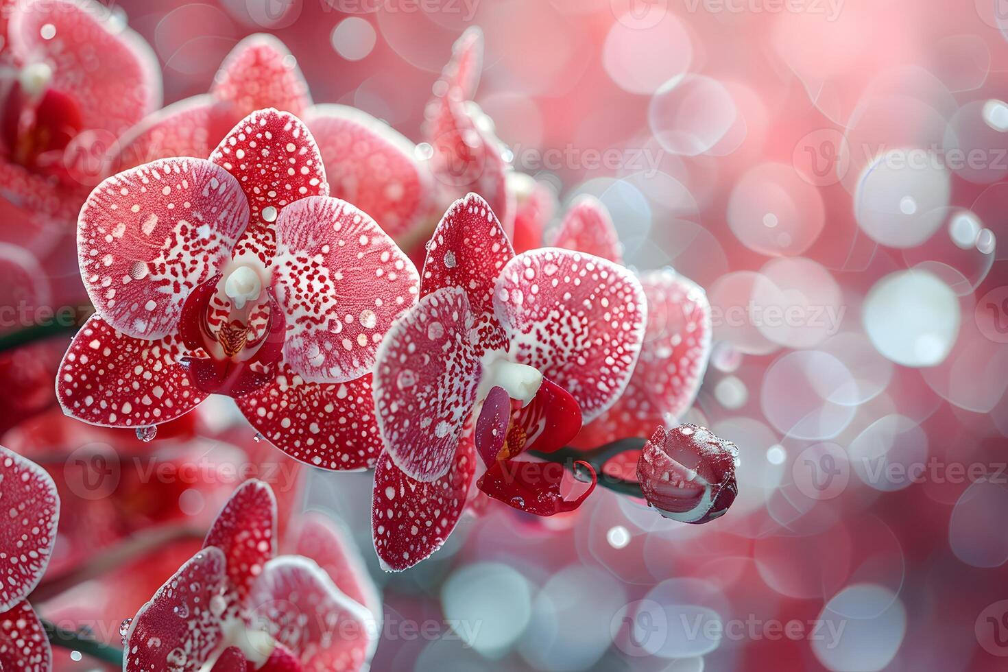 Elegant Red Orchids with Dew Drops and Sparkling Bokeh - Floral Decoration for Nature-Themed Print and Design photo