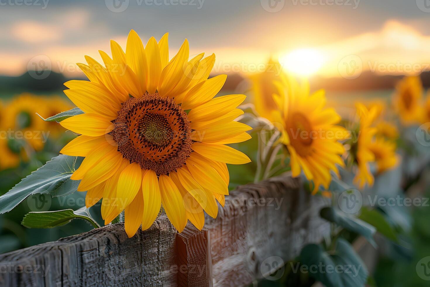 Sunset Sunflower Field Bright Yellow Blooms Against Rustic Wooden Fence - Ideal for Posters and Summer Designs photo