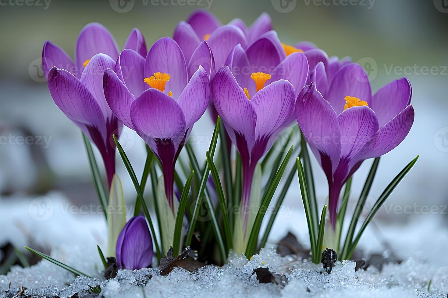 Purple Crocus Flowers Emerging Through Snow - Early Spring Blooms in Nature Photography photo