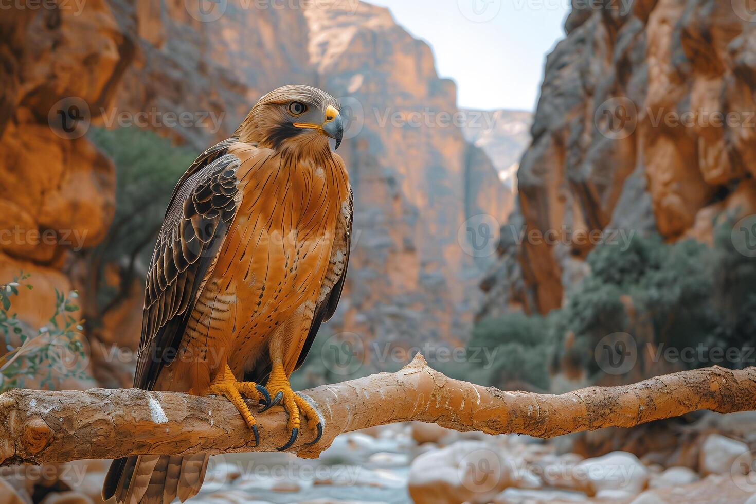 Majestic Hawk Perched on a Branch in Grand Canyon-Like Desert Canyon Landscape photo