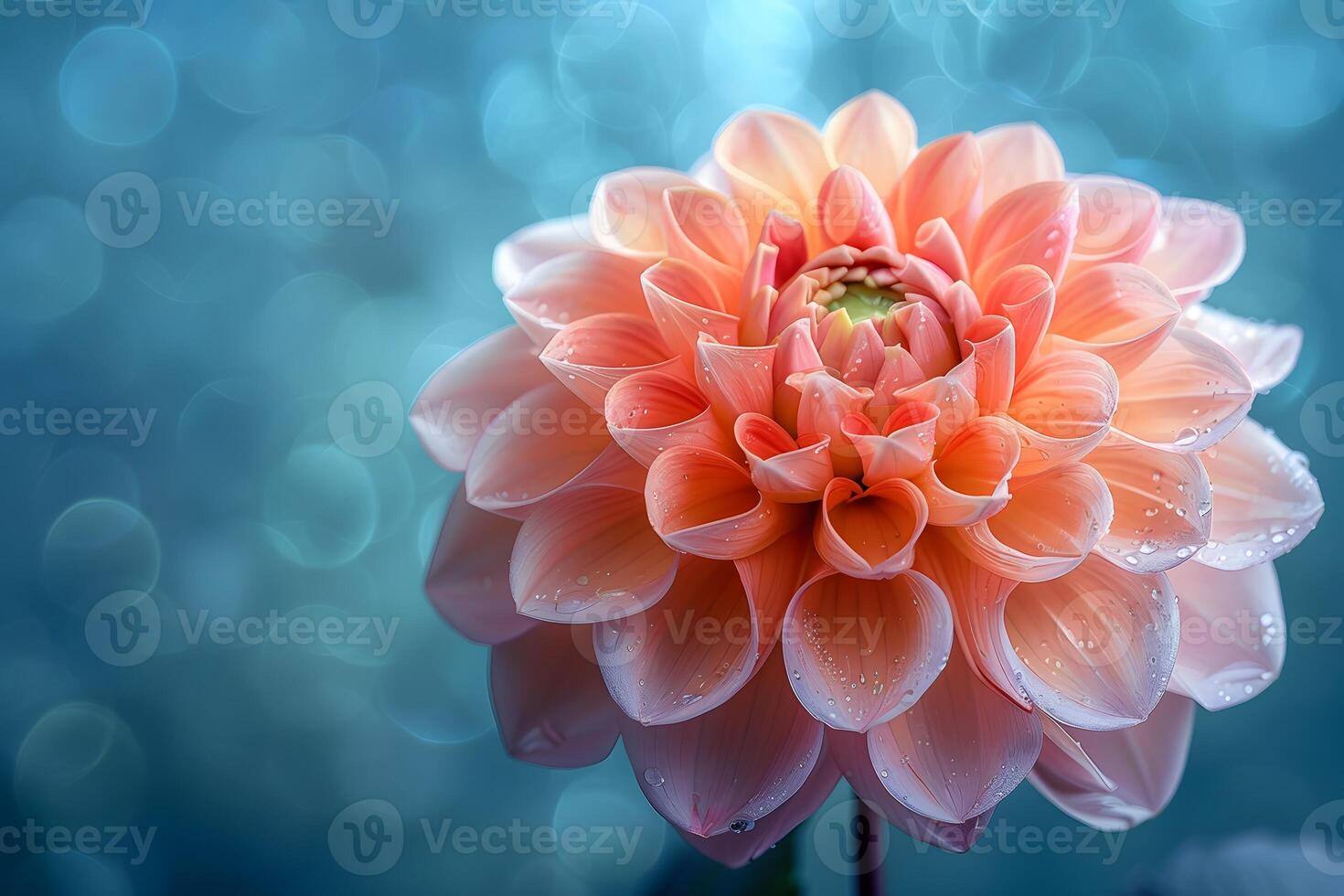 Stunning Close-Up of a Peach Dahlia Flower with Dewdrops Against Bokeh Background - Perfect for Floral Design, Posters, and Art Prints photo