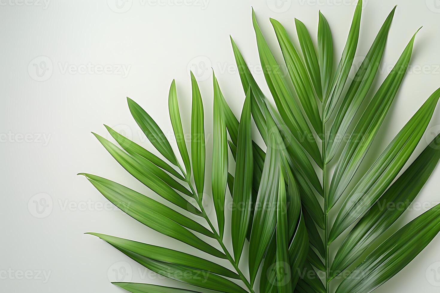 Lush Green Palm Leaves on Soft White Background - Perfect for Tropical-Themed Designs, Posters, and Print photo