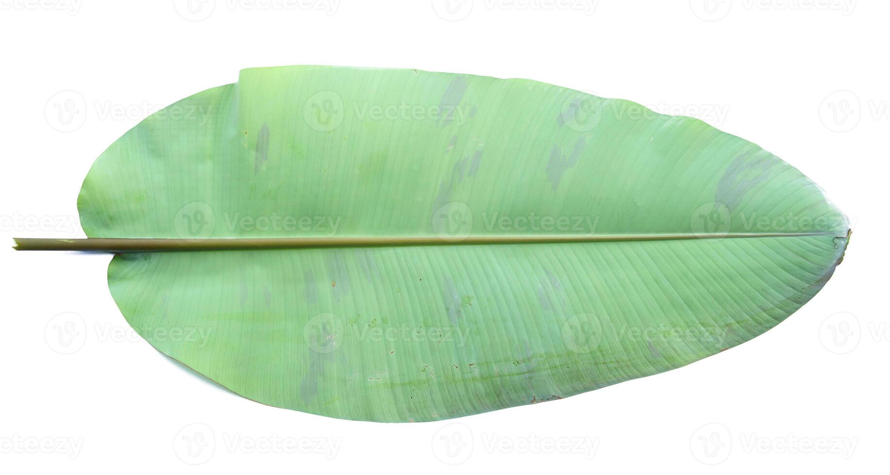 Large Green Banana Leaf Isolated on White Background, Perfect for Nature and Botanical Themes photo
