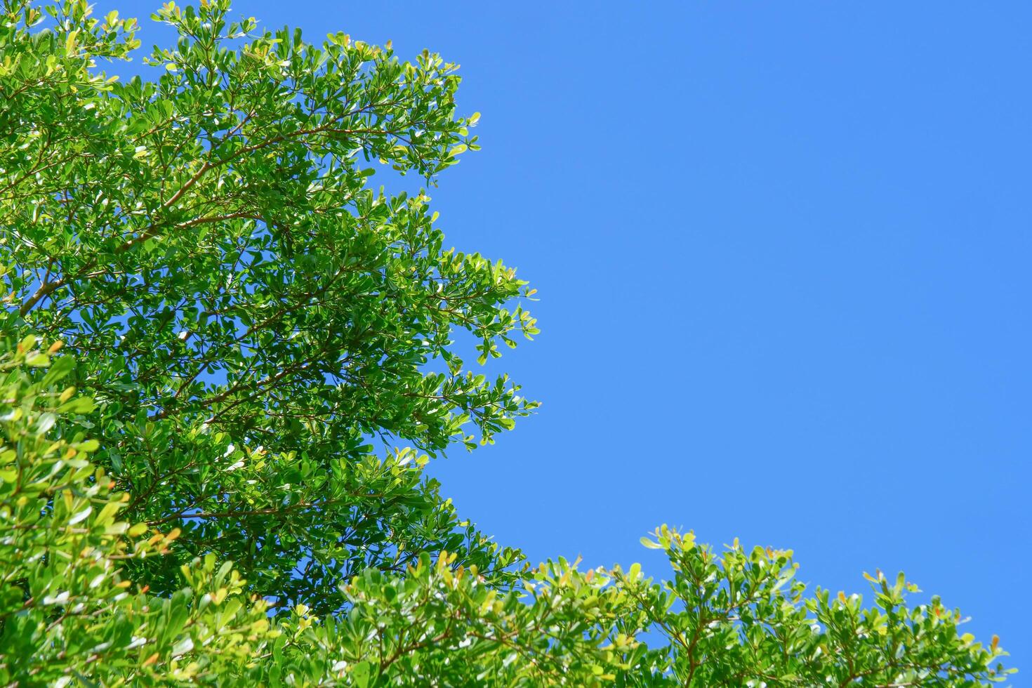 Lush Green Tree Branches Against a Clear Blue Sky on a Sunny Day photo