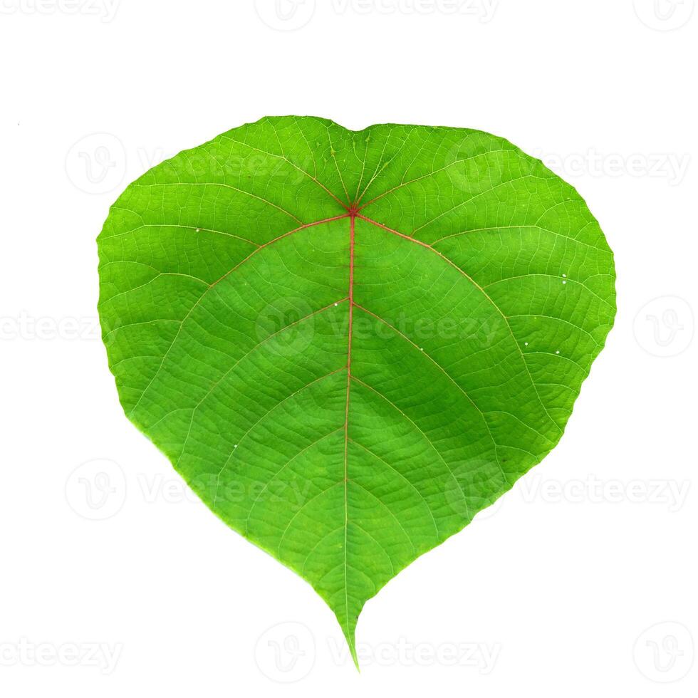 Close-Up of a Vibrant Green Heart-Shaped Leaf Isolated on White Background photo
