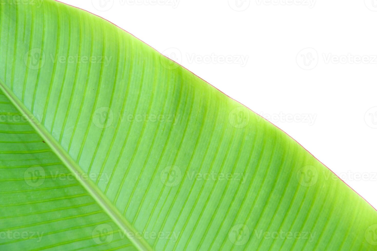 Close-up of a Vibrant Green Banana Leaf Isolated on a White Background photo