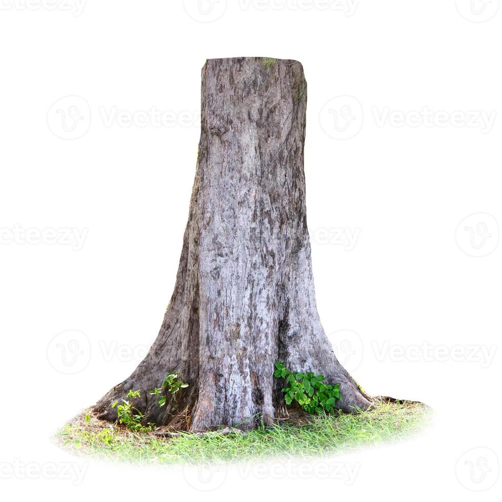 Tree Stump Isolated on White Background with Green Grass and Small Plants Growing Around the Base photo