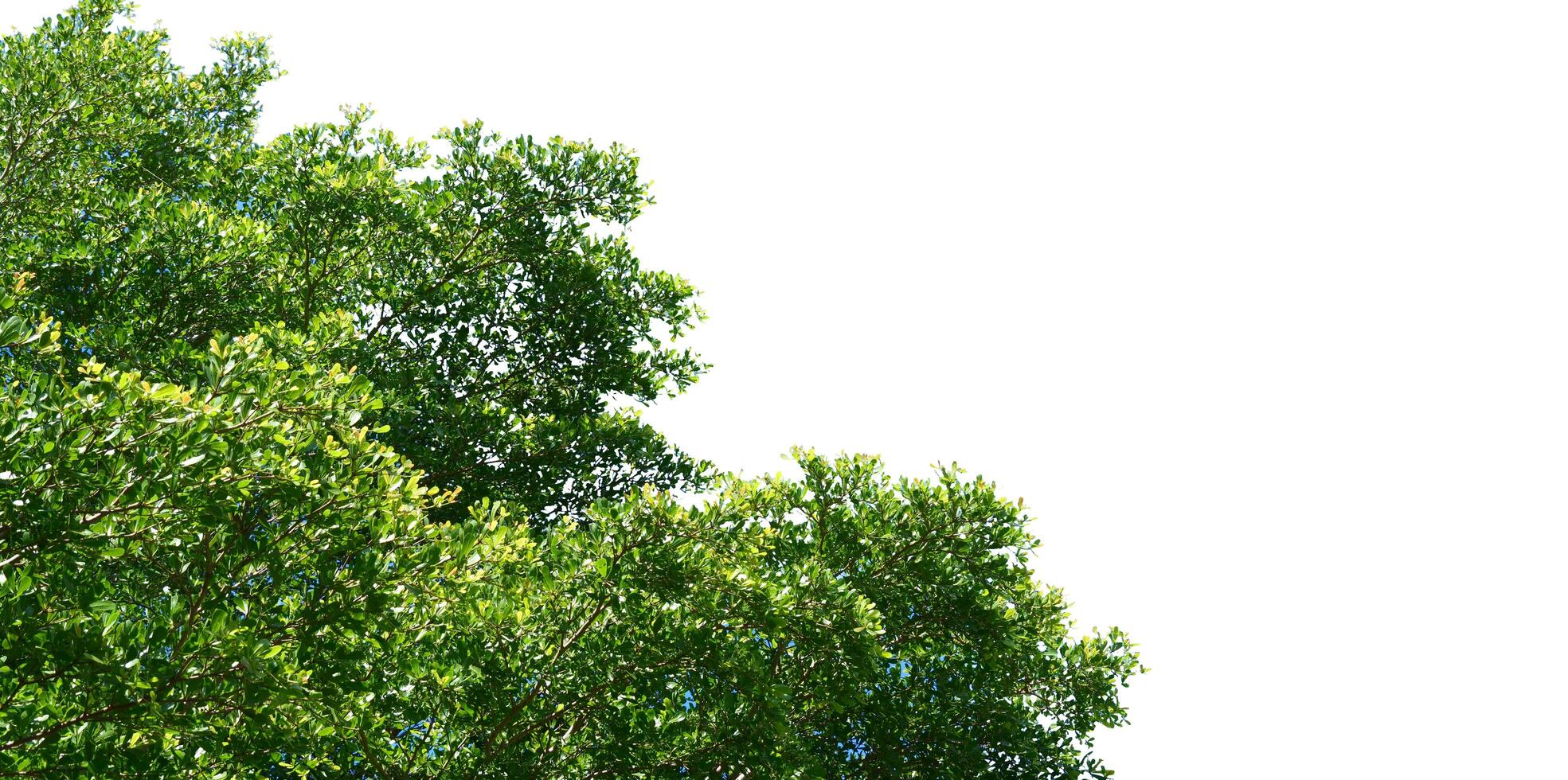 Lush Green Tree Canopy Against Clear White Sky - Nature and Outdoor Scenery photo