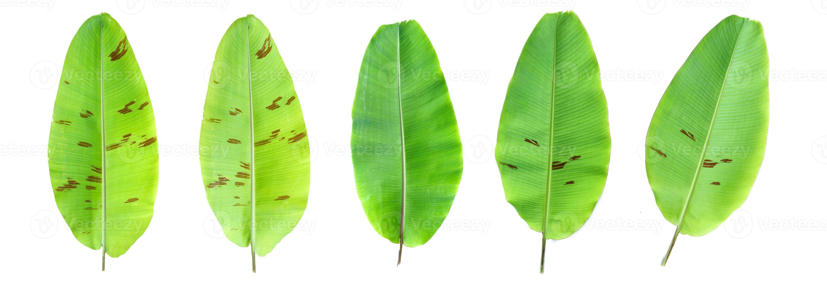 Fresh Green Banana Leaves Isolated on White Background in a Row - Nature and Botanical Concept photo