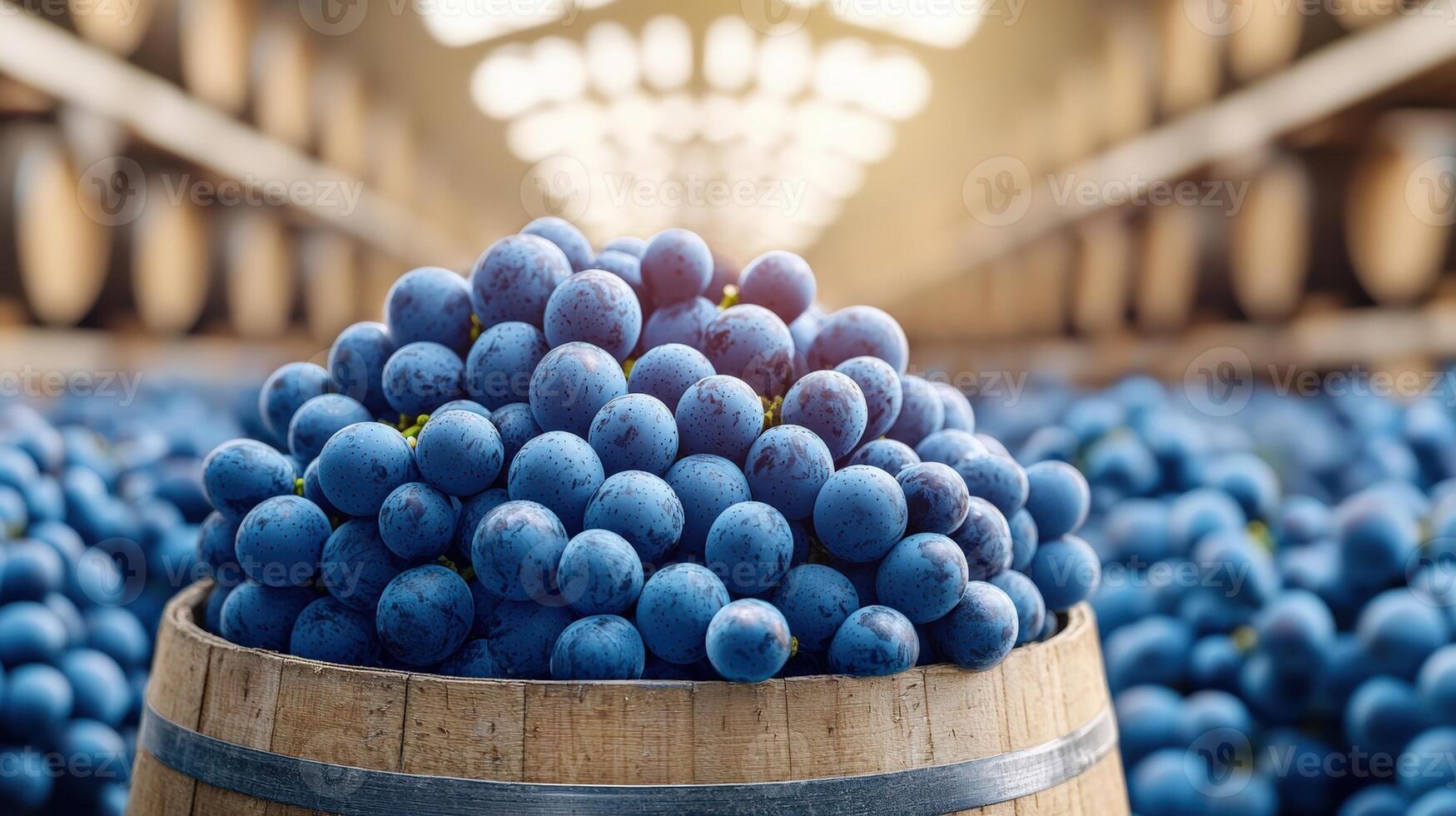 Freshly harvested blue grapes in a wooden barrel displayed in a winery cellar with rows of barrels in the background, emphasizing wine production. photo