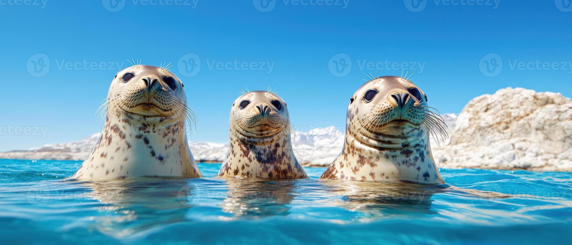 Three adorable spotted seals swimming in clear blue water with an iceberg background under a sunny sky. photo