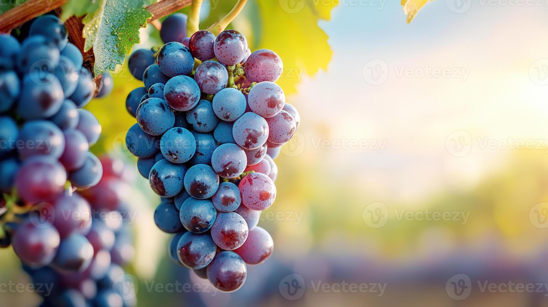 Close-up of ripe purple grapes hanging from a vine with bright green leaves in a sunlit vineyard. Ideal for agriculture and fruit harvest concepts. photo