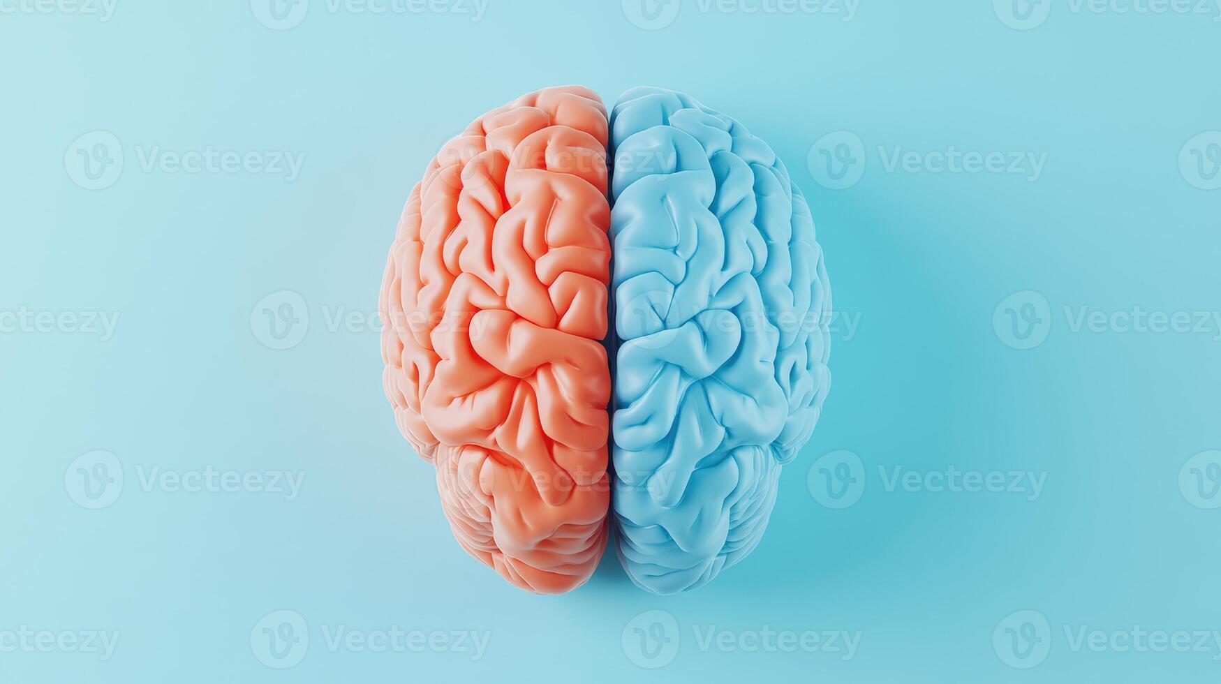A top view of a human brain model divided into red and blue hemispheres, isolated on a light blue background. photo