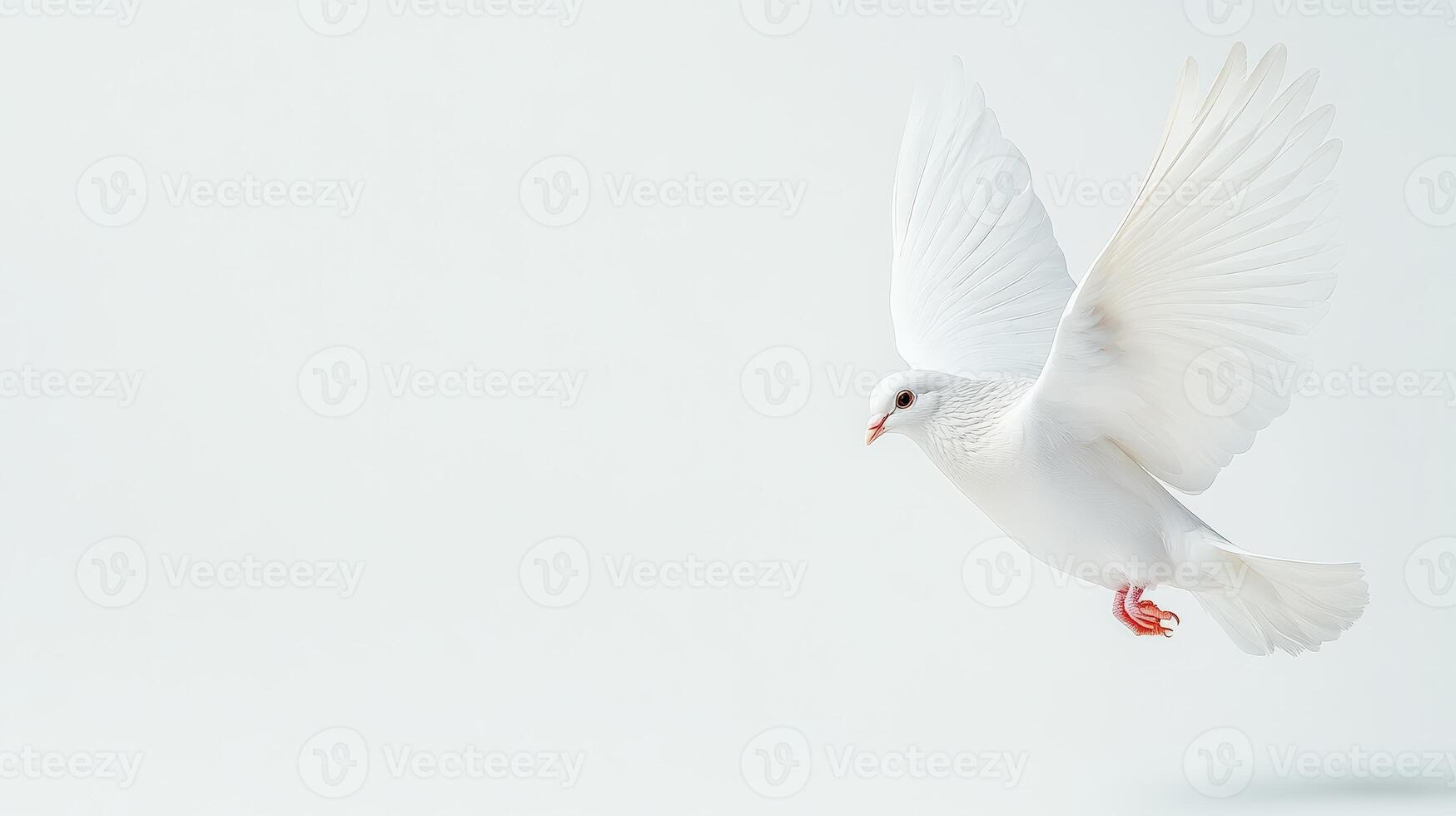 A beautiful white dove in mid-flight, symbolizing peace and purity, against a minimalistic white background. photo