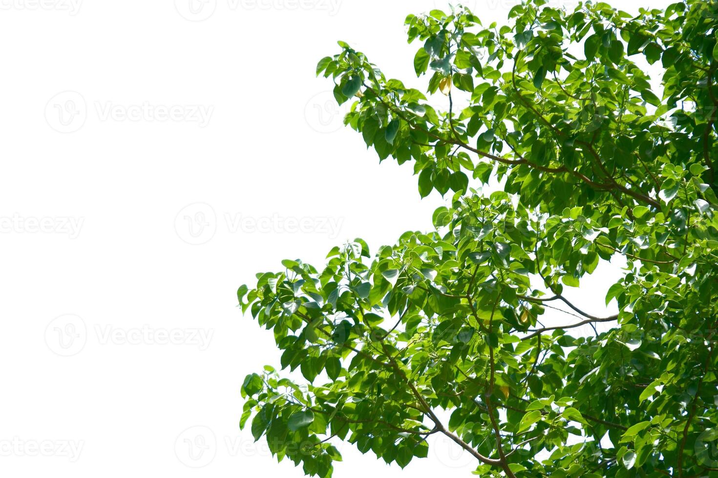 Lush Green Tree Branches Against a Clear White Sky Background in Summer photo