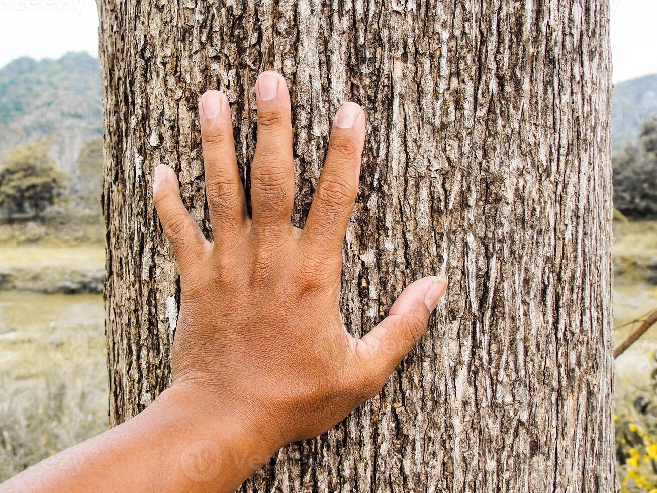 Hand Touching Tree Trunk in Nature, Close-Up of Human Hand on Rough Bark, Connection with Nature photo
