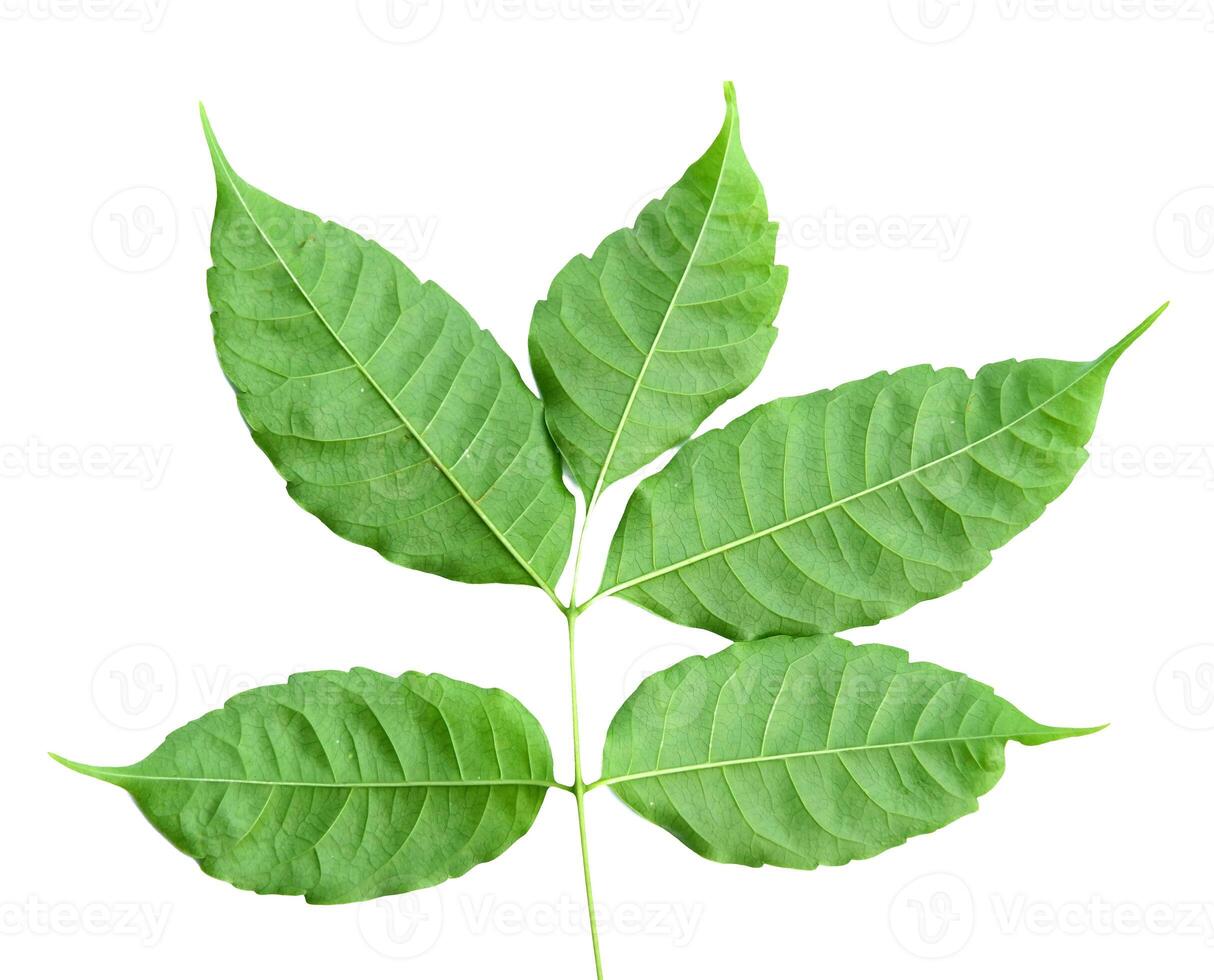 Fresh Green Leaf Isolated on White Background with Detailed Veins and Symmetrical Pattern photo