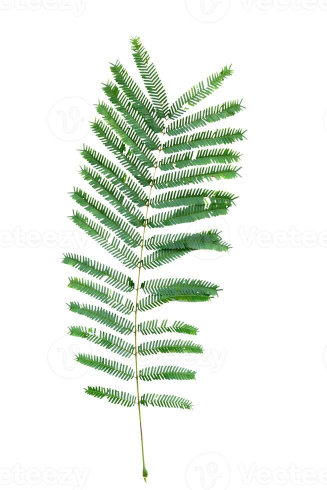 Close-up of a Green Fern Leaf Isolated on White Background with Detailed Texture and Pattern photo
