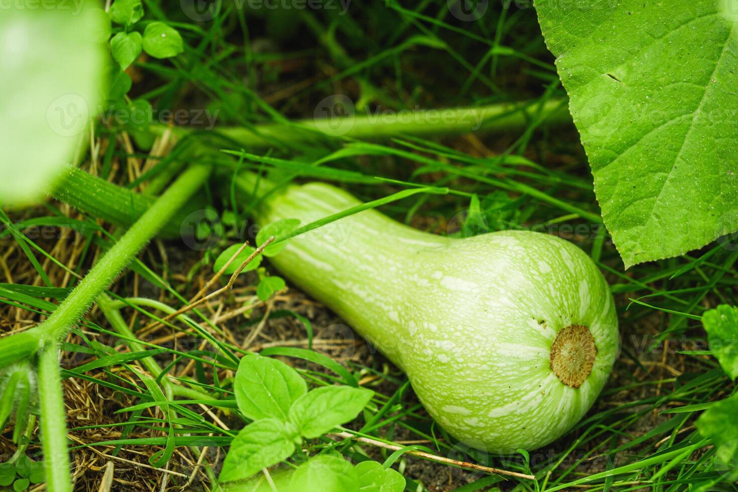 young plant butternut squash on an organic farm photo