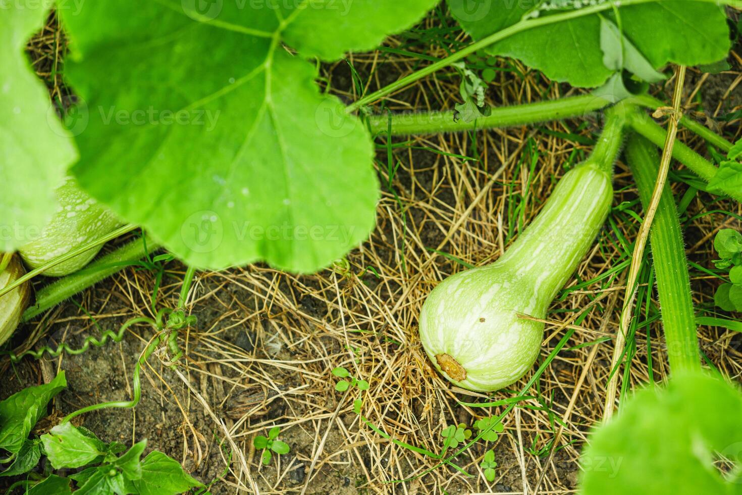 young plant butternut squash on an organic farm photo