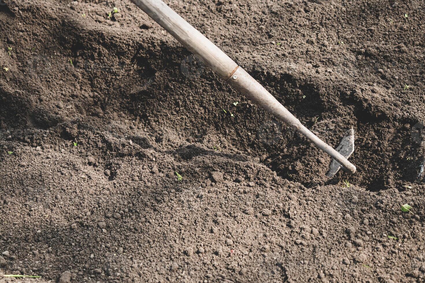 farmer prepares the soil with a hoe before planting plants photo