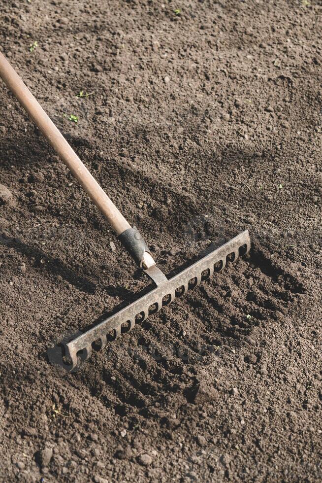 farmer prepares the soil with a rake before planting plants photo