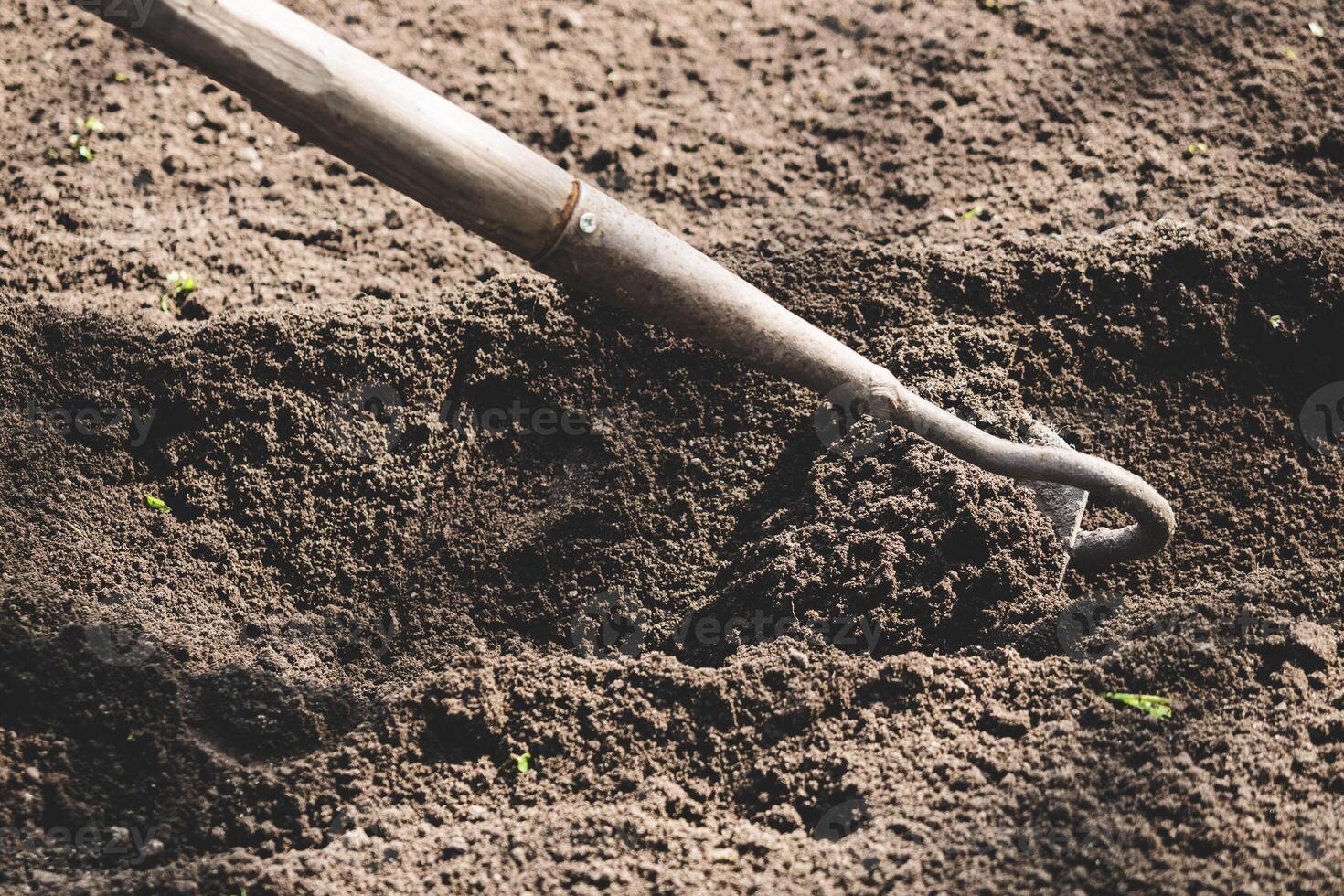 farmer prepares the soil with a hoe before planting plants photo