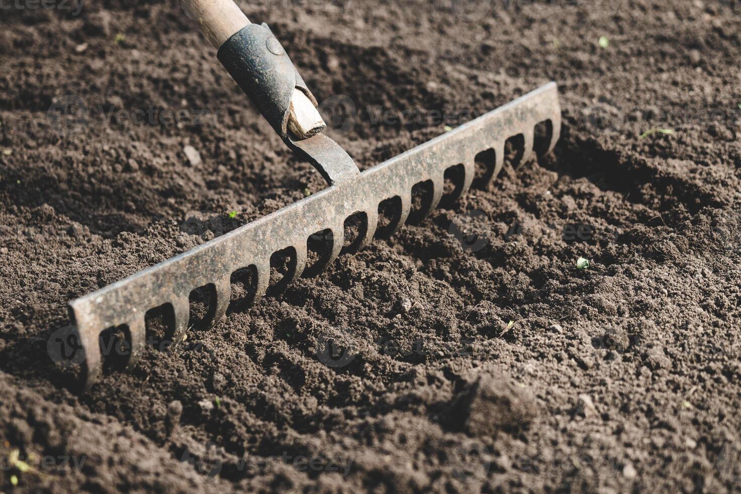 farmer prepares the soil with a rake before planting plants photo