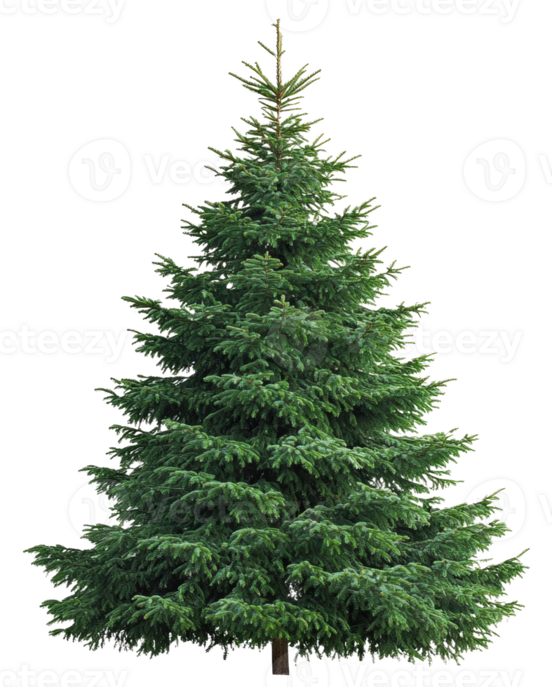 Dense evergreen tree with lush foliage, cut out - stock . png