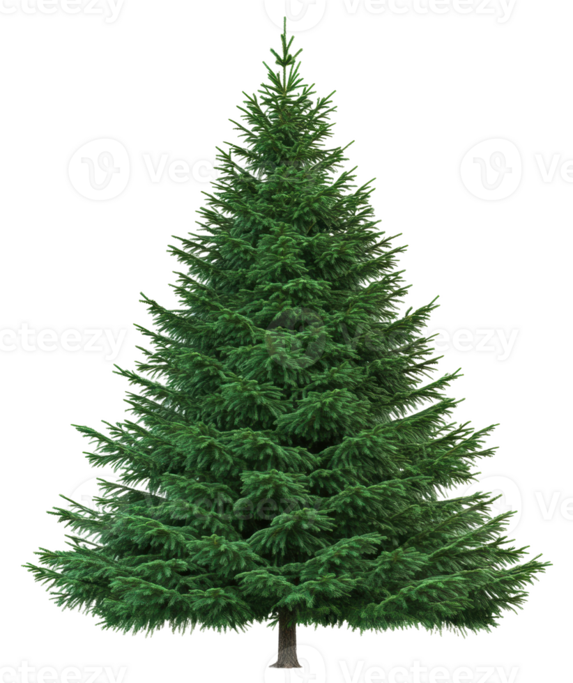 Realistic green pine tree standing alone indoors, cut out - stock . png