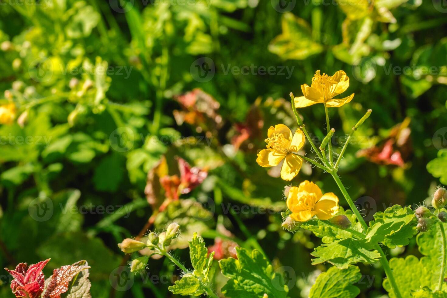 beautiful yellow celandine flower on a green field photo