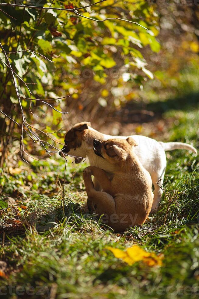 Two puppies are playing on the grass. Several dogs play with each other. photo
