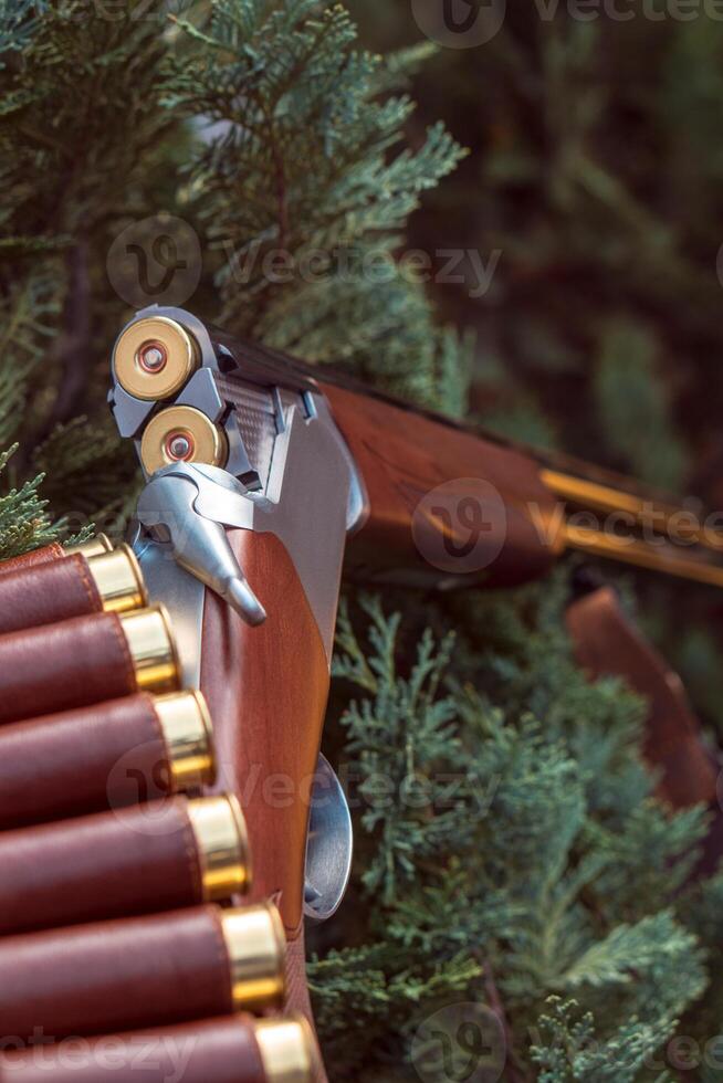 an open hunting rifle with cartridges and a knife in a leather case, lying on the branches of green fir. photo