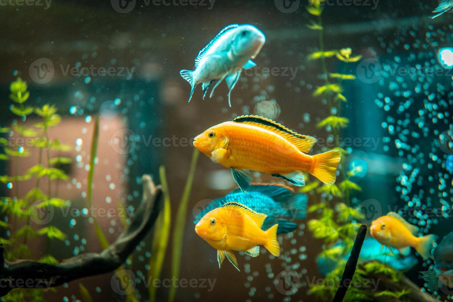 Goldfish in freshwater aquarium with green beautiful planted tropical. fish in freshwater aquarium with green beautiful planted tropical. Colorful fish on green background. photo