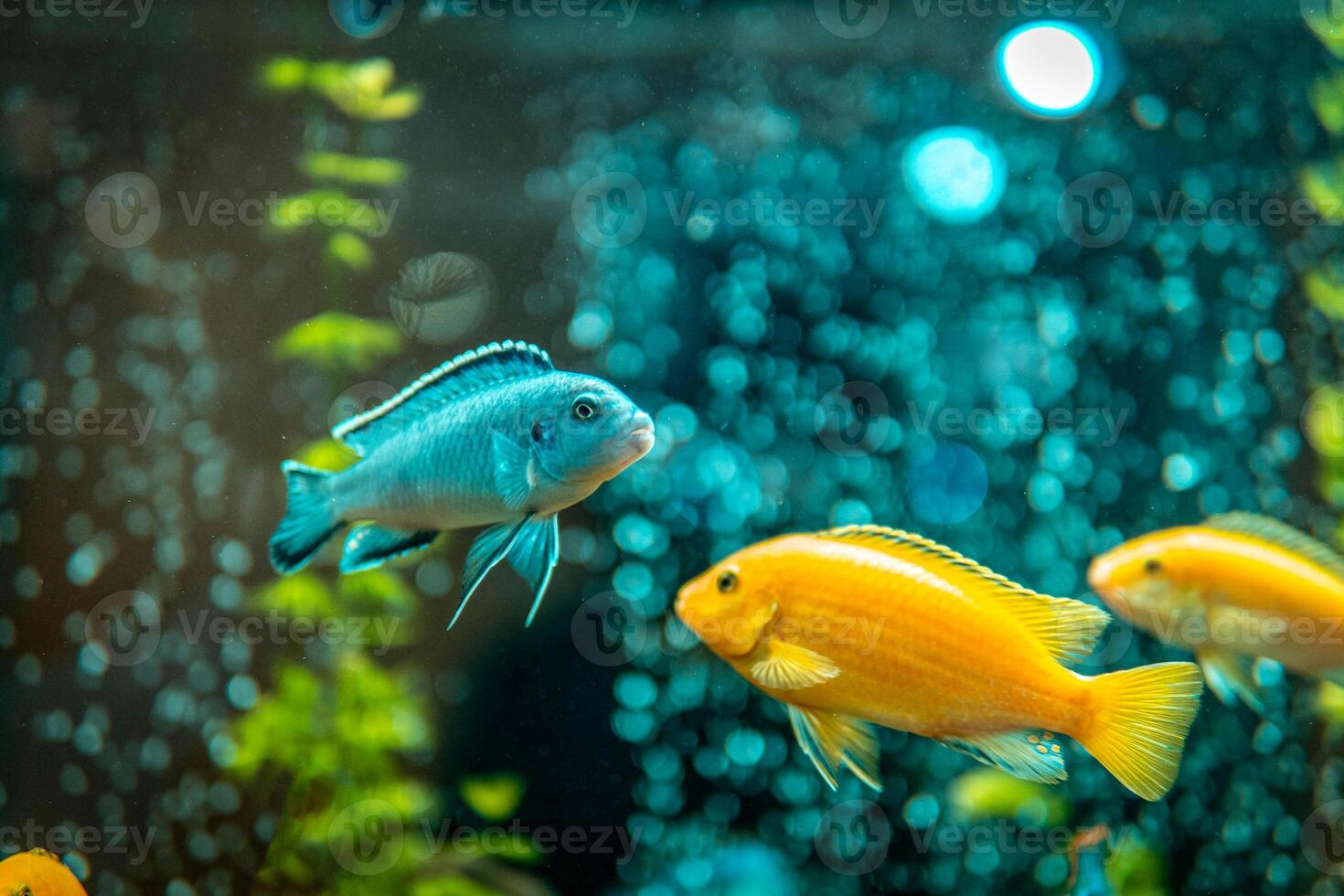Goldfish in freshwater aquarium with green beautiful planted tropical. fish in freshwater aquarium with green beautiful planted tropical. Colorful fish on green background. photo