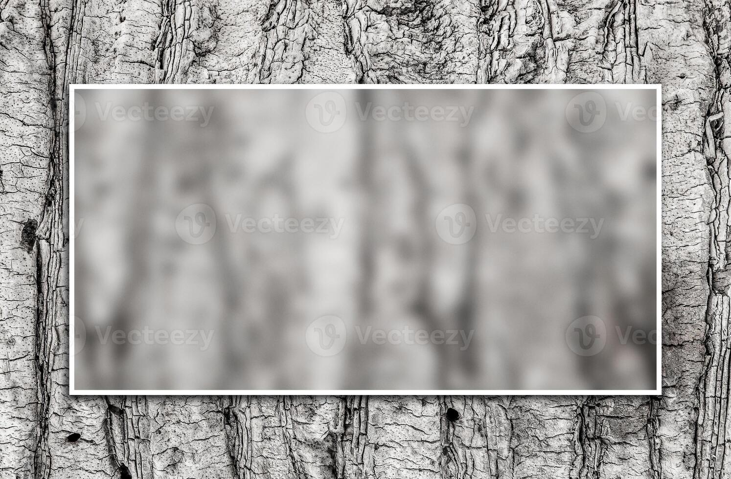 White passepartout frame around blurry background. Palm tree bark texture. Background texture of tree bark. Skin the bark of a tree that traces cracking. Wood texture tree bark close photo