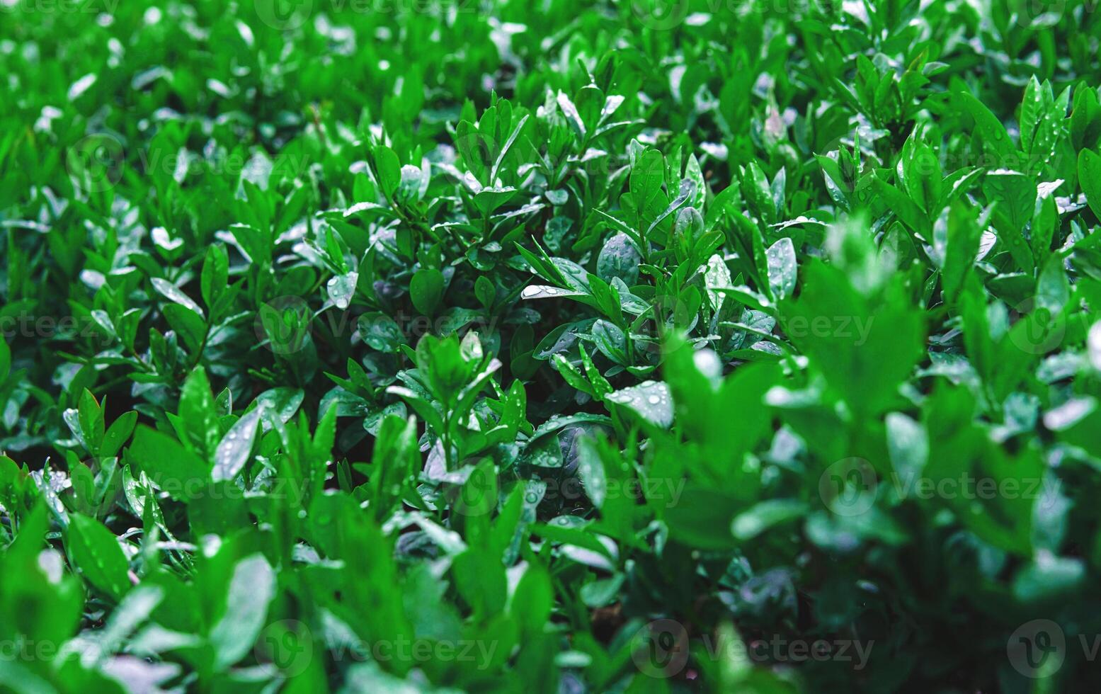 Close up of bush leaves with dew drops. Green background from wet leaves. Background for a poster about ecology. photo