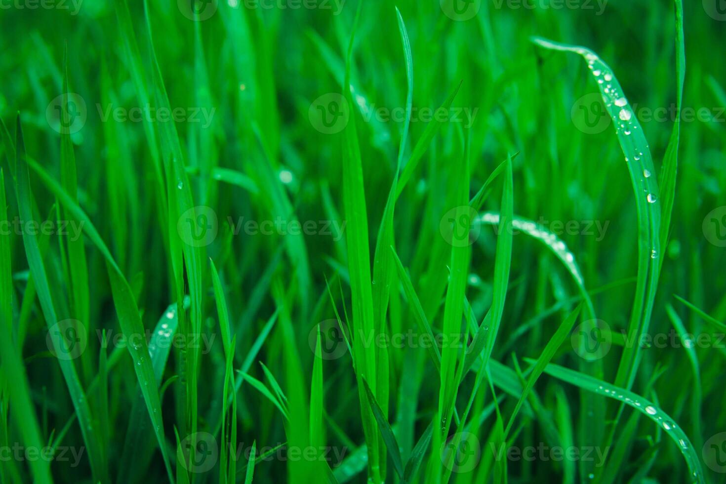 Fresh young green leaves of a shrub covered with water drops. photo